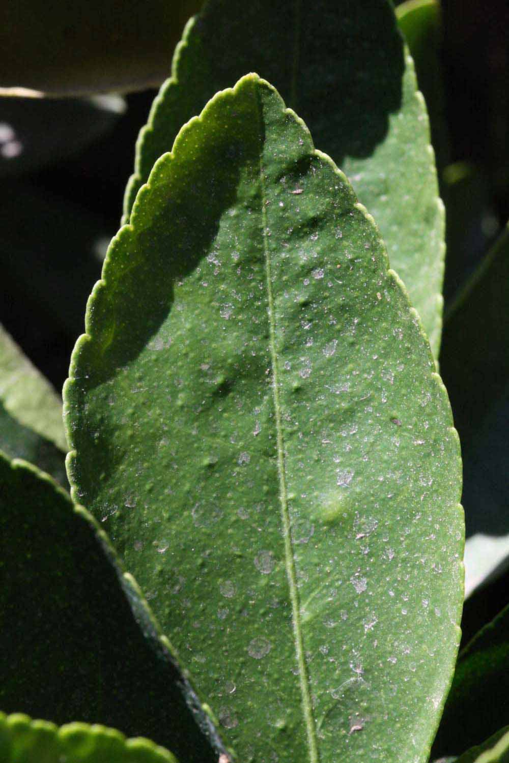              Margin (Riverside, CA)       